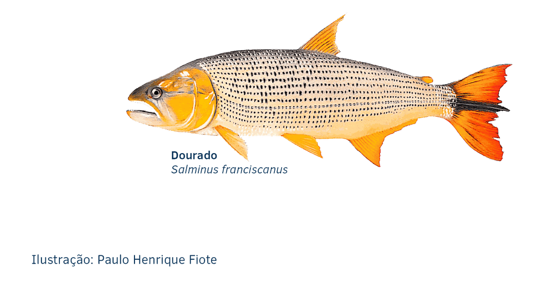 Ilustração do Dourado (Salminus franciscanus), peixe-símbolo do Rio das Velhas — crédito Paulo Henrique Fiote