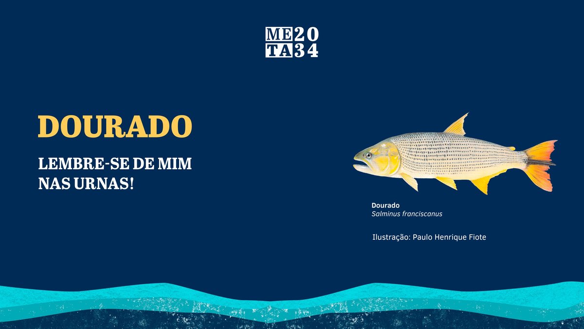 Ilustração do dourado, Salminus franciscanus, ao lado da frase DOURADO, LEMBRE-SE DE MIM NAS URNAS!